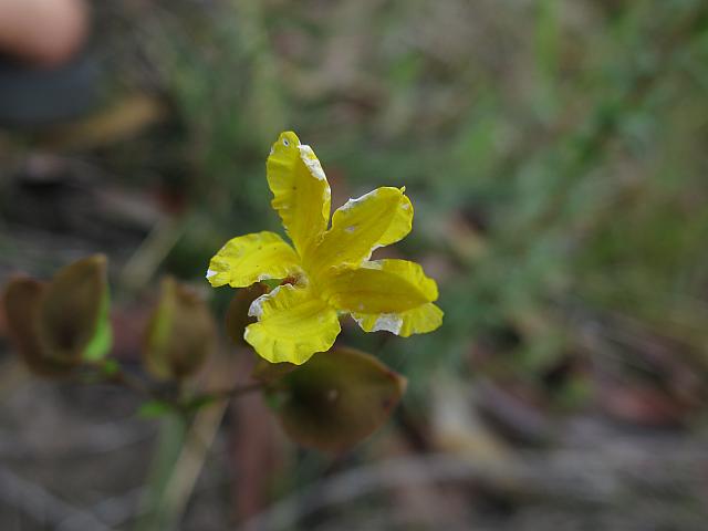 Velleia lyrata (12)