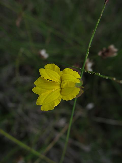 Velleia lyrata (18)