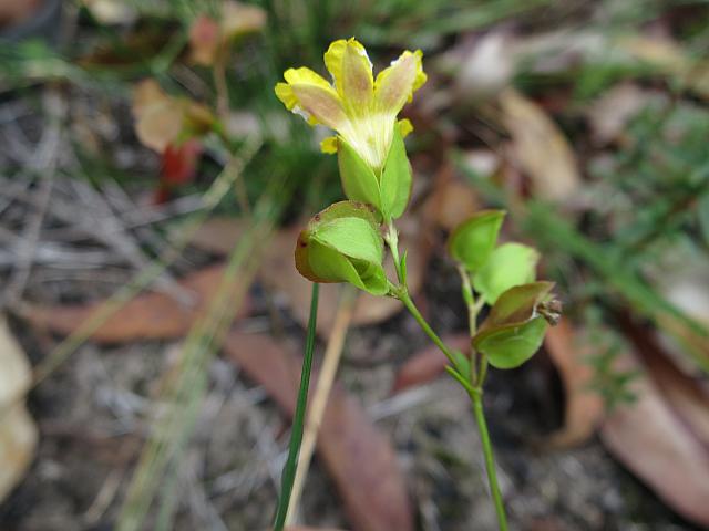 Velleia lyrata (9)