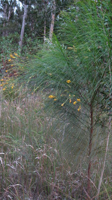 Viminaria juncea plant shape