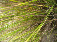 Austrofestuca littoralis leaves 