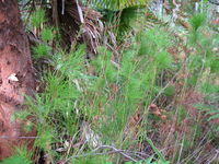 Baloskion tetraphyllum 