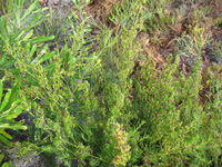 Caustis flexuosa habit