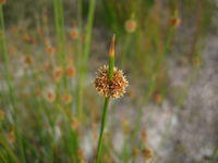 Isolepis nodosa flower head