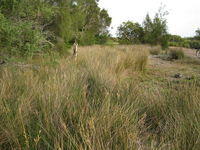 Juncus usitatus habitat