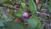 Acmena smithii - Lillypilly