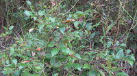 Acmena smithii compact plant shape