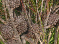 Allocasuarina littoralis - Black She-Oak