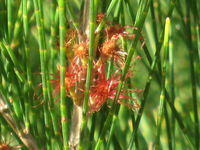 Allocasuarina littoralis flowers