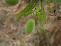 Billariera