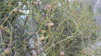 Cassytha pubescens - Devil's Twine