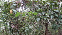 Cissus hypoglauca climbing over shrubs
