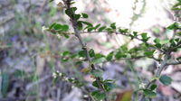 Citriobatus pauciflorus buds, thorns and branches