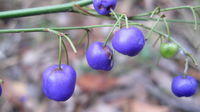 Dianella caerulea - Blue Flax Lily