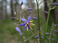 Dianella caerulea flower