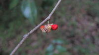 Glochidion ferdinandi seeds inside fruit