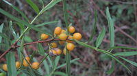 Maytenus silvestris