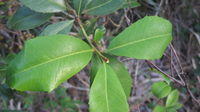 Myrsine variabilis toothed leaves