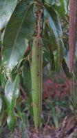 Parsonsia straminea pod