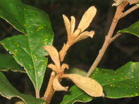Pittosporum revolutum rusty new growth 