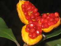 Pittosporum revolutum seeds in fruit