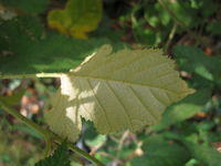 Rubus moluccanus pale underside of leaf