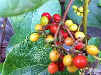 Sarcopetalum harveyanum (4)