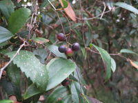 Smilax glyciphylla ripe fruit