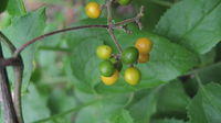 Stephania japonica - Stephania