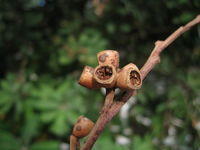 Eucalyptus botryoides fruit
