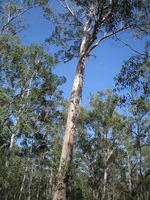 Eucalyptus moluccana with rough bark half way up trunk 