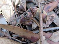 Eucalyptus sieberi (26)