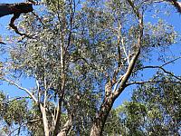 Eucalyptus sieberi (3)