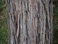 Eucalyptus agglomerata stringy bark