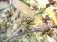Eucalyptus agglomerata buds