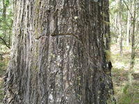 Eucalyptus siderophloia bark with glider wound