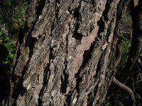 Eucalyptus sideroxylon bark 