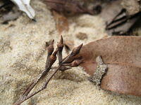Eucalyptus umbra buds