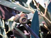 Eucalyptus oblonga (14)