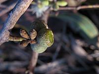 Eucalyptus oblonga (15)