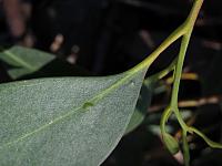 Eucalyptus oblonga (22)