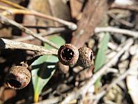 Eucalyptus oblonga (27)