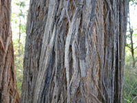 Eucalyptus microcorys fibrous bark 