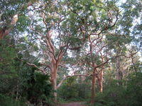 Angophora costata - Smooth-barked Apple