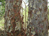 Corymbia maculata bark flaking off