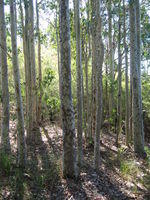 Corymbia maculata new growth trunks