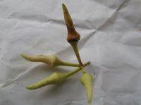 Eucalyptus amplifolia buds