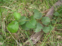 Eucalyptus amplifolia seedling with glossy, horizontal, orbicular leaves