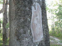 Eucalyptus canaliculata loses bark in plates.JPG