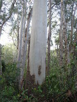 Eucalyptus grandis - Flooded Gum